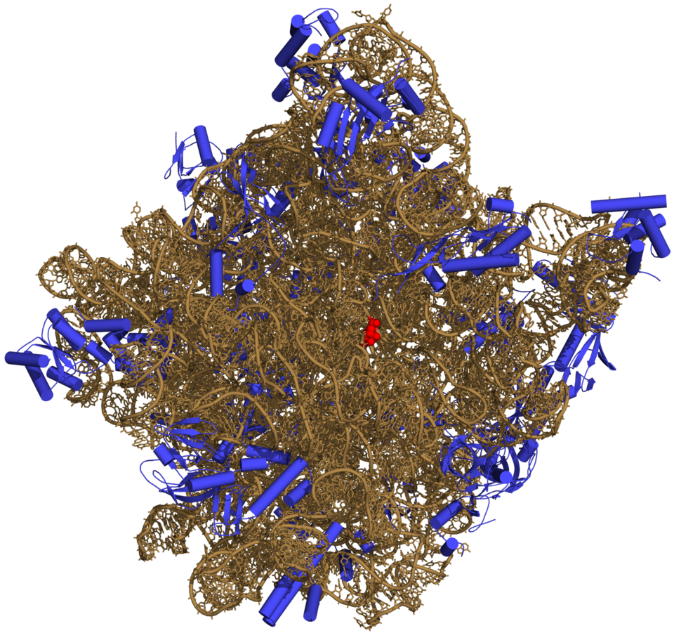 ribosome